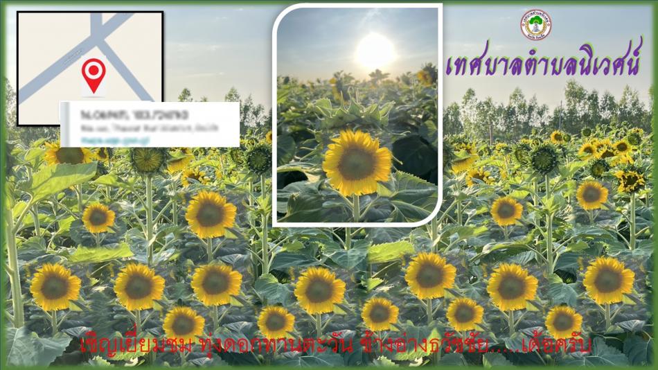 ทุ่งทานตะวัน